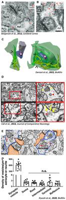 Regulated exocytosis from astrocytes: a matter of vesicles?